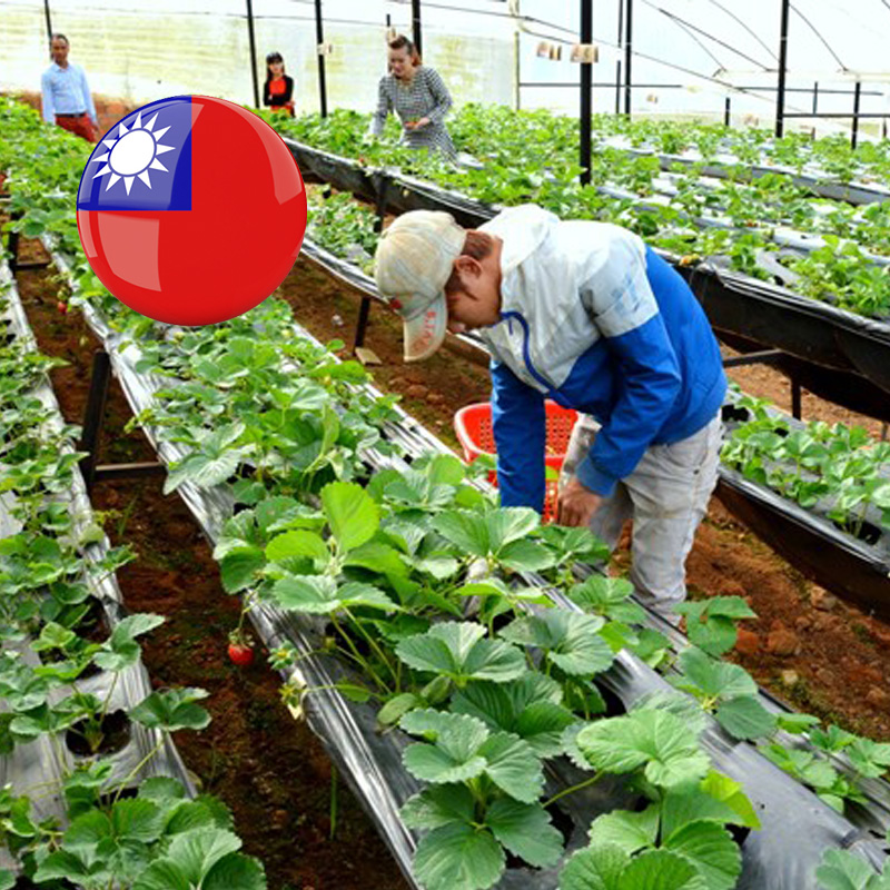 XKLD ĐÀI LOAN đơn hàng Nông Nghiệp Cao Hùng